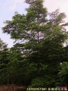 小叶榄仁