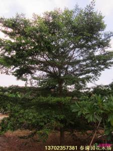 小叶榄仁