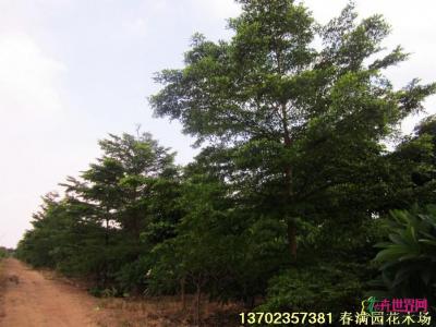 小叶榄仁